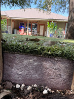 IMG_2289 Our back neighbor raised his yard 4 + inches above our yard.